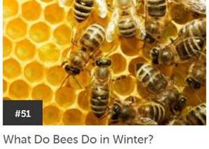 Bees in Winter Wonder
